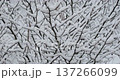 The snow on the fine branches is beautiful 137266099