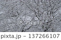 The snow on the fine branches is beautiful 137266107