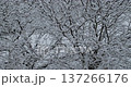 The snow on the fine branches is beautiful 137266176