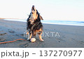 Chihuahua dog walking on the sandy beach of Shonan Beach 137270977