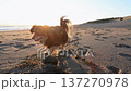 Chihuahua dog walking on the sandy beach of Shonan Beach 137270978