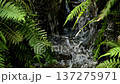 Running creek at Mount Coot-tha 137275971