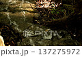 Running creek at Mount Coot-tha 137275972