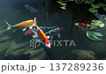Serene Garden Scene Features Vibrant Koi Gently Swimming Beneath Sunlit Water And Floating Lily Pads 137289236
