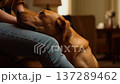 Warm Cozy Room With Dog And Owner. Gentle Petting Creates Peaceful Atmosphere Of Companionship 137289462