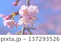Spring has come! 137293526