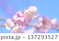 Spring has come! 137293527