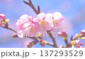 Spring has come! 137293529