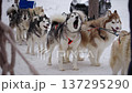 Snowy Trail With Huskies And Gear. Sled Team Of Malamutes Navigating Winter Landscape With Enthusiasm 137295290
