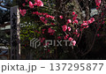 Red plum blossoms blooming at Shimogoryo Shrine in Kyoto 137295877