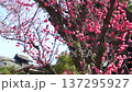 Red plum blossoms blooming at Shimogoryo Shrine in Kyoto 137295927