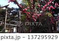 Red plum blossoms blooming at Shimogoryo Shrine in Kyoto 137295929