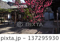Red plum blossoms blooming at Shimogoryo Shrine in Kyoto 137295930