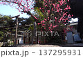 Red plum blossoms blooming at Shimogoryo Shrine in Kyoto 137295931