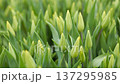 Green tulip buds growing in a lush spring garden field 137295985
