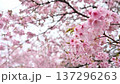 Early-blooming Tairyozakura cherry blossoms swaying in the early spring breeze 137296263