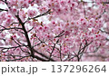 Early-blooming Tairyozakura cherry blossoms swaying in the early spring breeze 137296264