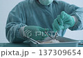 Education concept of 4k Resolution. Researchers are dissecting frogs in a lab. 137309654