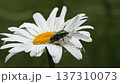 An insect crawls on a flower of a white garden daisy. The insect collects pollen and pollinates the flower in early spring. The golden beetle, the bee. 137310073