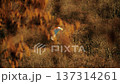 Paraglider flying over autumn forest in the French Alps 137314261
