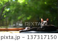 新緑を背景に昼寝から目覚めたキジ猫 137317150
