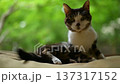 新緑を背景に昼寝から目覚めたキジ猫 137317152