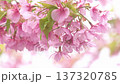 満開の早咲き桜、河津桜のクローズアップ  4K 137320785