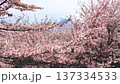 【山梨県・富士吉田市】桜舞う新倉山浅間公園　満開の桜の奥から顔を出す富士山 137334533