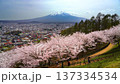 【山梨県・富士吉田市】新倉山浅間公園の丘の上から見る春の風景　桜と富士山と街並み　zoom out 137334534