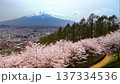 【山梨県・富士吉田市】新倉山浅間公園の丘の上から見る春の風景　桜と富士山と街並み　pan right 137334536