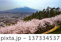 【山梨県・富士吉田市】新倉山浅間公園の丘の上から見る春の風景　桜と富士山と街並み　fix 137334537