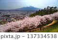 【山梨県・富士吉田市】春の新倉山浅間公園の丘の上から見る風景　美しい桜と富士山と富士吉田の街並み 137334538