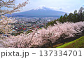 【山梨県・富士吉田市】新倉山浅間公園の丘の上から見る春の風景　美しい桜と富士山と街並み　fix 137334701