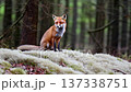 森と狐 137338751