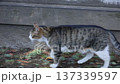 A cute stray cat sunbathing at a shrine 137339597