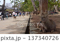 Deer in Nara Park 137340726