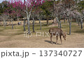Deer in Nara Park 137340727