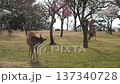 Deer in Nara Park 137340728