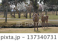 Deer in Nara Park 137340731