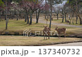 Deer in Nara Park 137340732