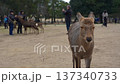 Deer in Nara Park 137340733