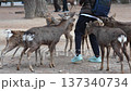 Deer in Nara Park 137340734