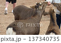 Deer in Nara Park 137340735