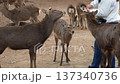 Deer in Nara Park 137340736