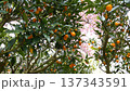 A kumquat tree with the Izunoodoriko cherry blossoms in full bloom in the background 137343591