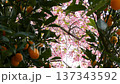 The Izunoodoriko cherry blossoms in full bloom swaying in the wind as seen through the kumquat trees 137343592