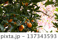 A close-up of beautifully ripened kumquats against the backdrop of cherry blossoms in full bloom 137343593