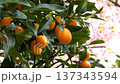 A close-up of a ripe kumquat with the cherry blossoms "Izunoodoriko" in full bloom in the background 137343594