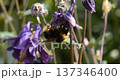 Autumn, spring. Bumblebee collects pollen from blue flowers. Bumblebee collects nectar and pollen from autumn blue. 137346400