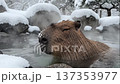 Capybara dipped in hot springs 137353977